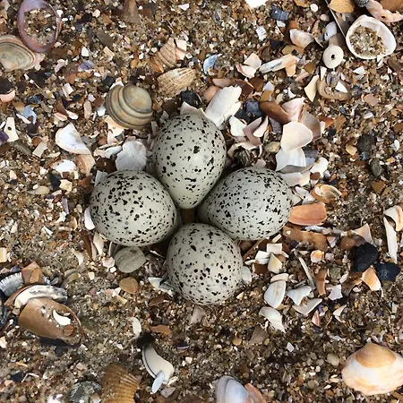 Poldersbos 7 - Not Intended For Company Or Work-related * Ouddorp