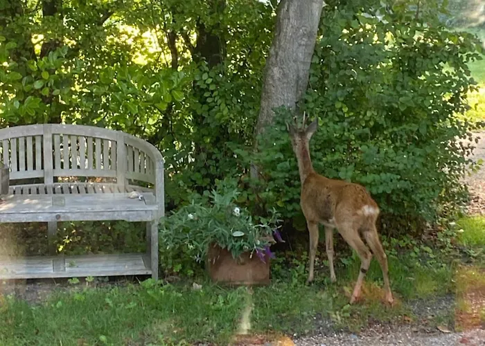 Poldersbos 7 - Not Intended For Company Or Work-related Ouddorp
