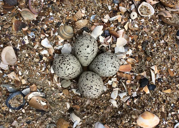 Poldersbos 7 - Not Intended For Company Or Work-related * Ouddorp